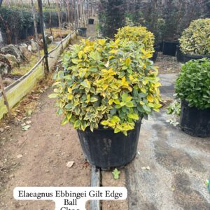 Elaeagnus Ebbingei Gilt Edge Ball