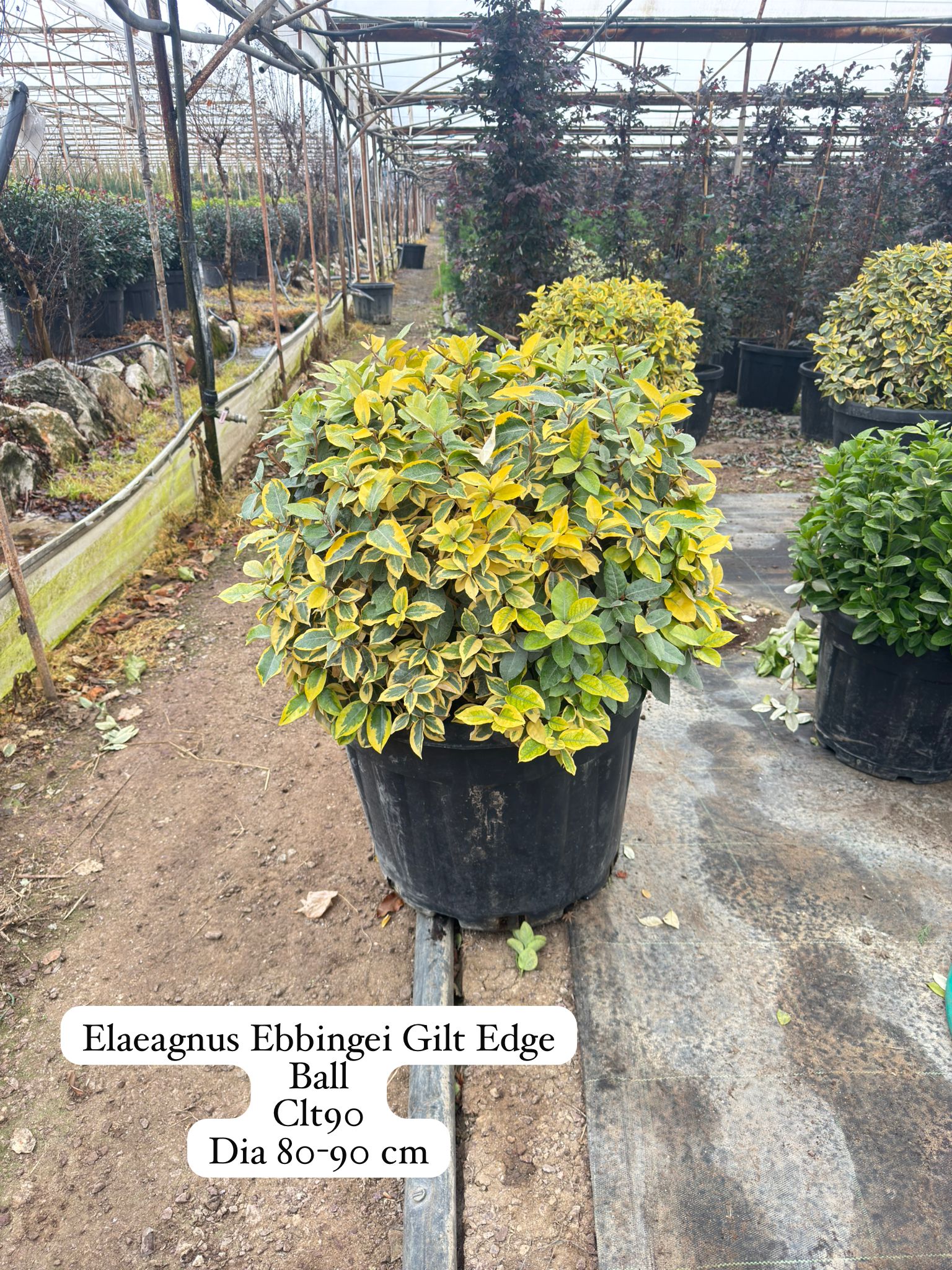 Elaeagnus Ebbingei Gilt Edge Ball