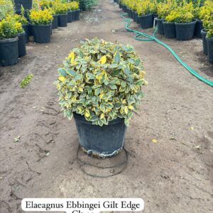Elaeagnus Ebbingei Gilt Edge