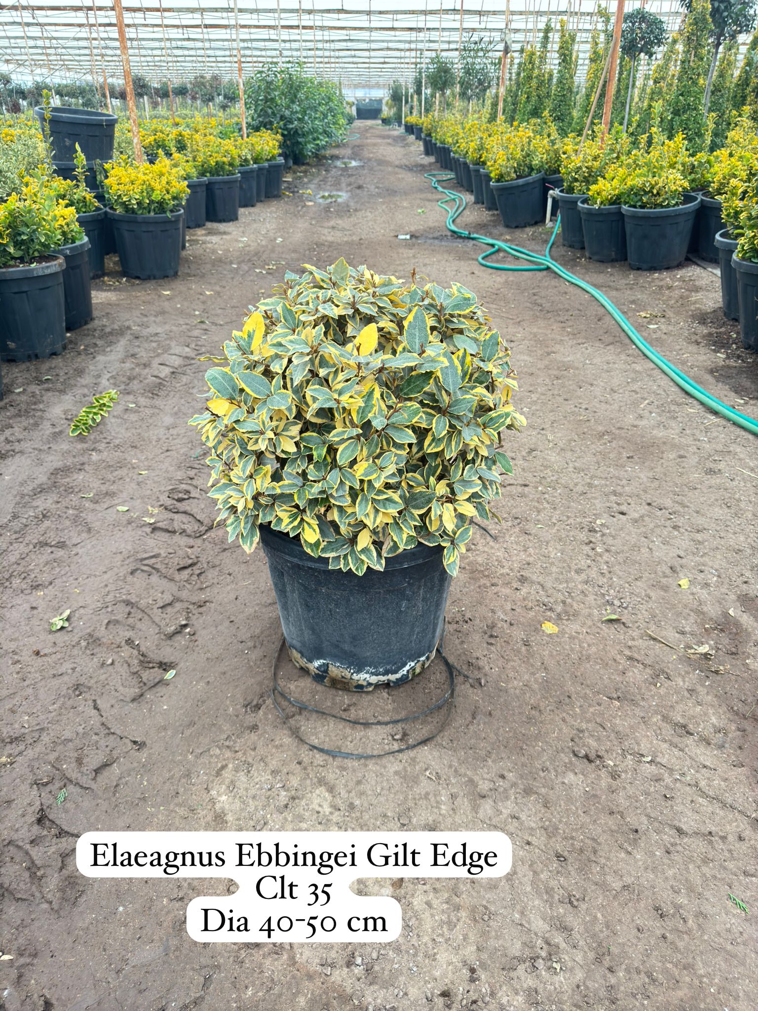 Elaeagnus Ebbingei Gilt Edge
