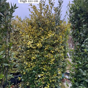 Elaeagnus Ebbingei Limelight