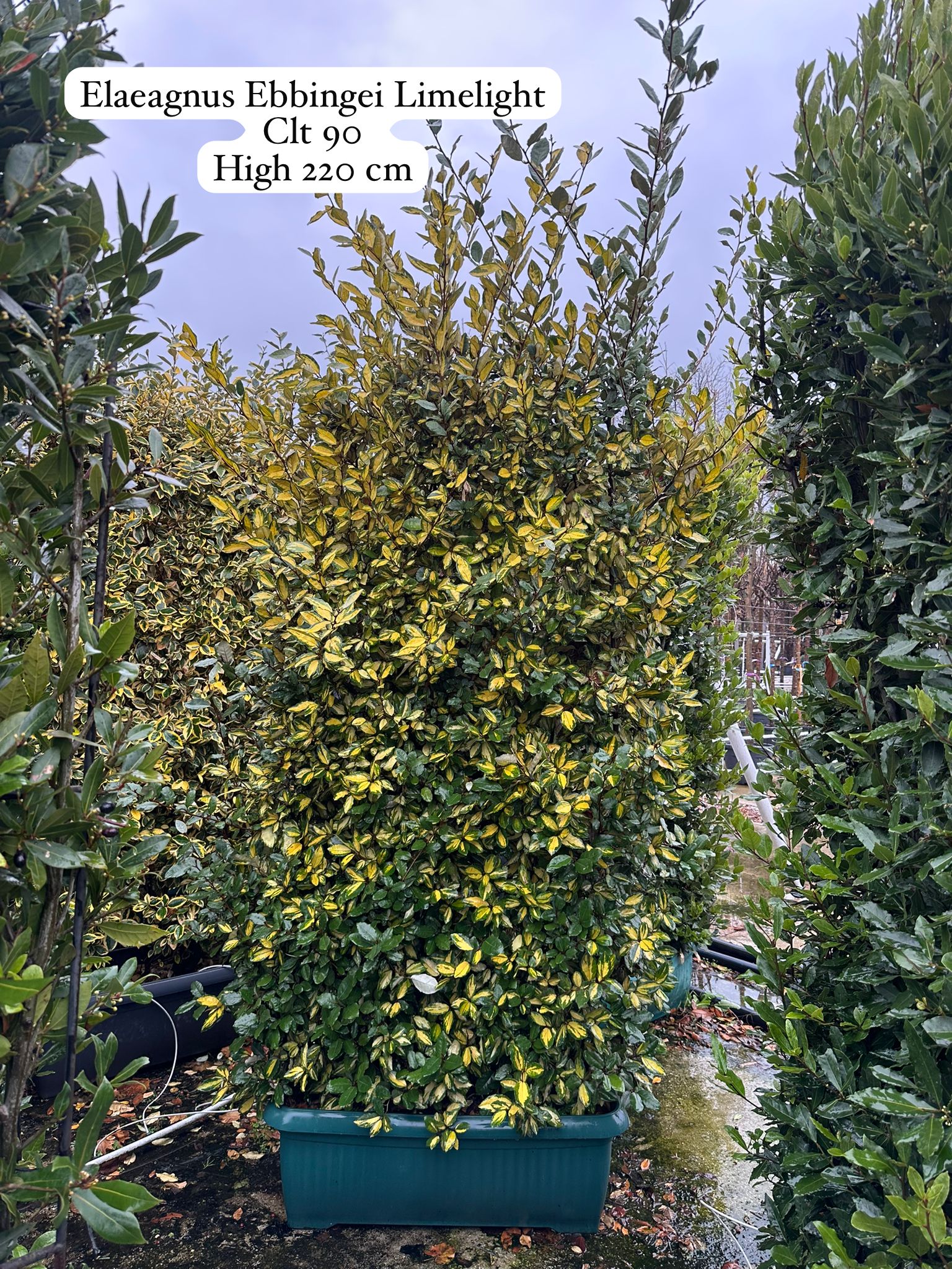 Elaeagnus Ebbingei Limelight