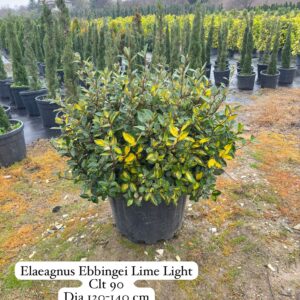 Elaeagnus Ebbingei Limelight