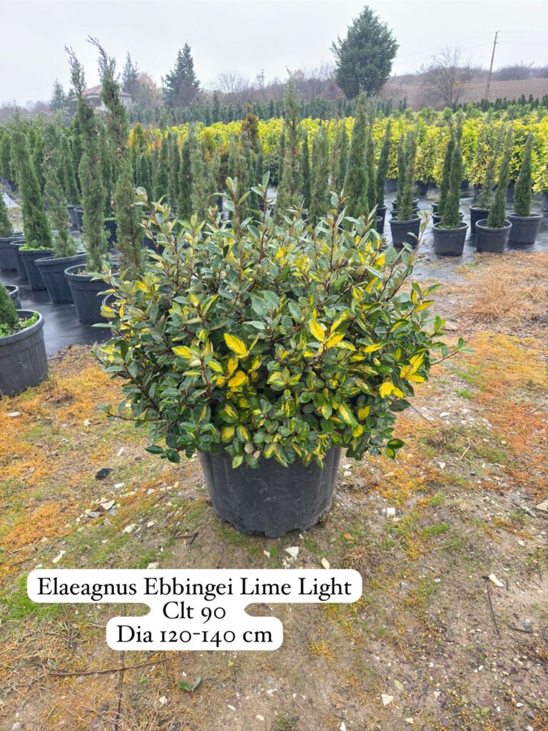 Elaeagnus Ebbingei Limelight