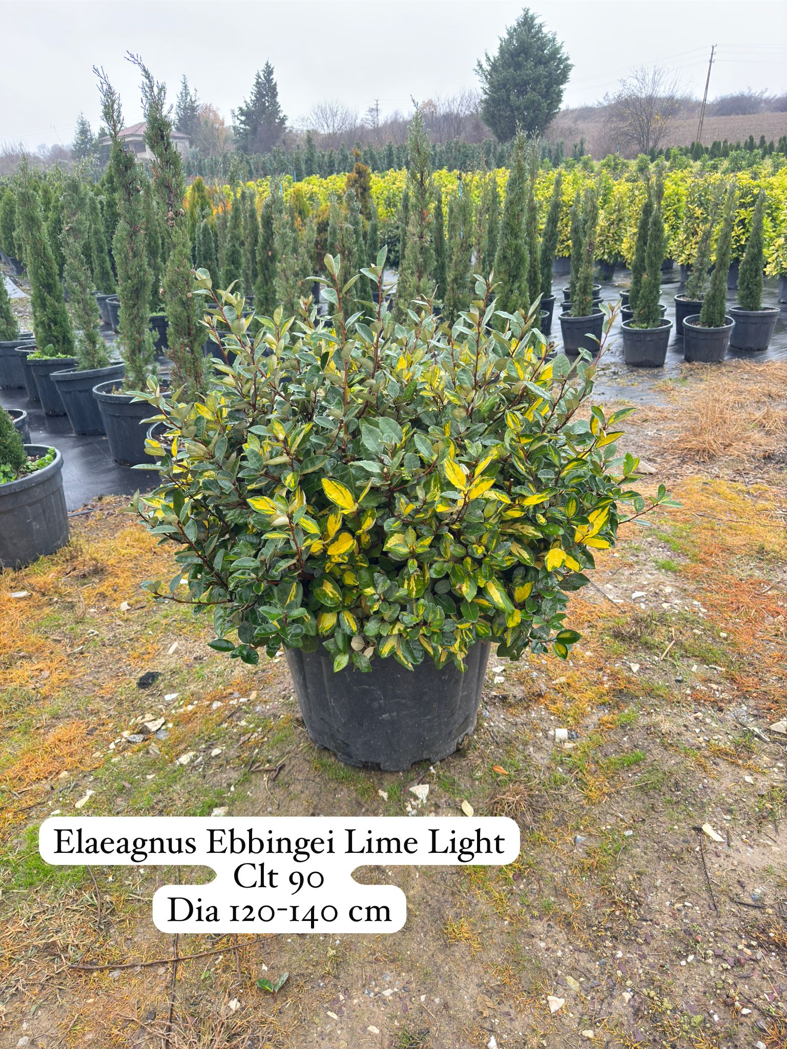 Elaeagnus Ebbingei Limelight