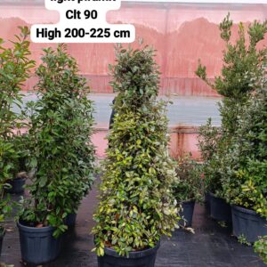 Elaeagnus Ebbingei Limelight Pyramid