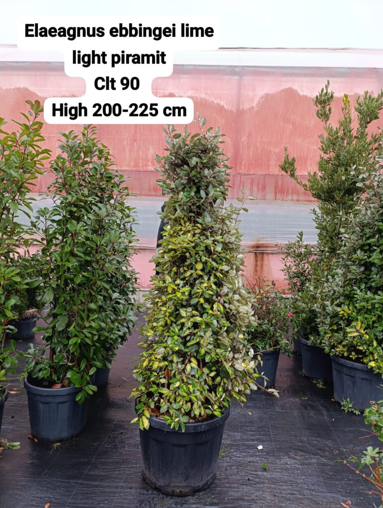 Elaeagnus Ebbingei Limelight Pyramid