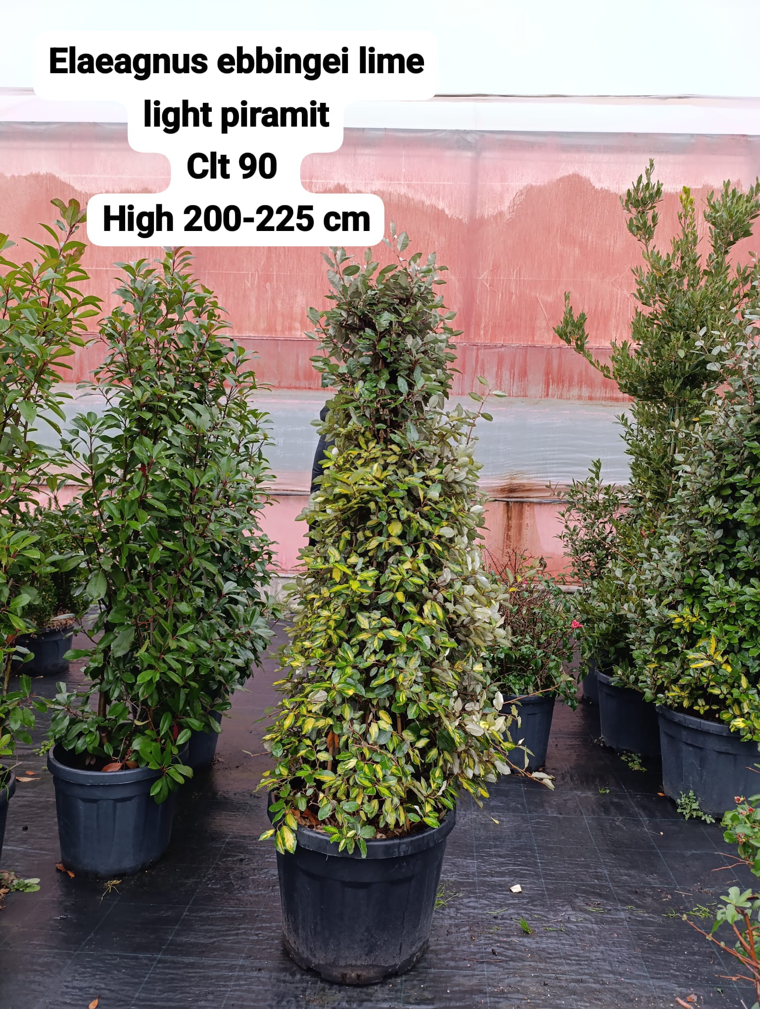 Elaeagnus Ebbingei Limelight Pyramid