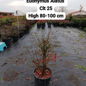 Euonymus Alatus