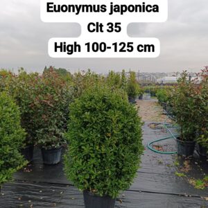 Euonymus Japonica