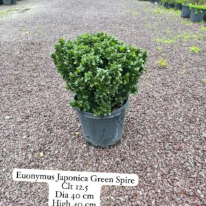 Euonymus Japonica