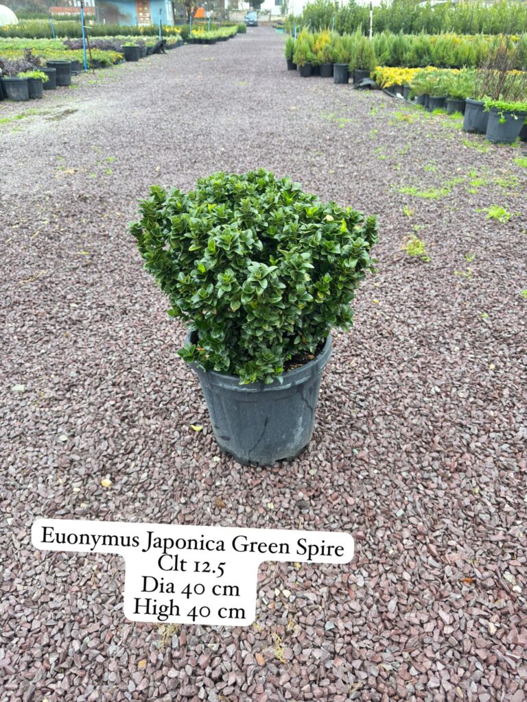 Euonymus Japonica