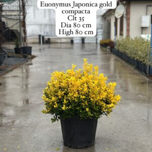 Euonymus Japonica