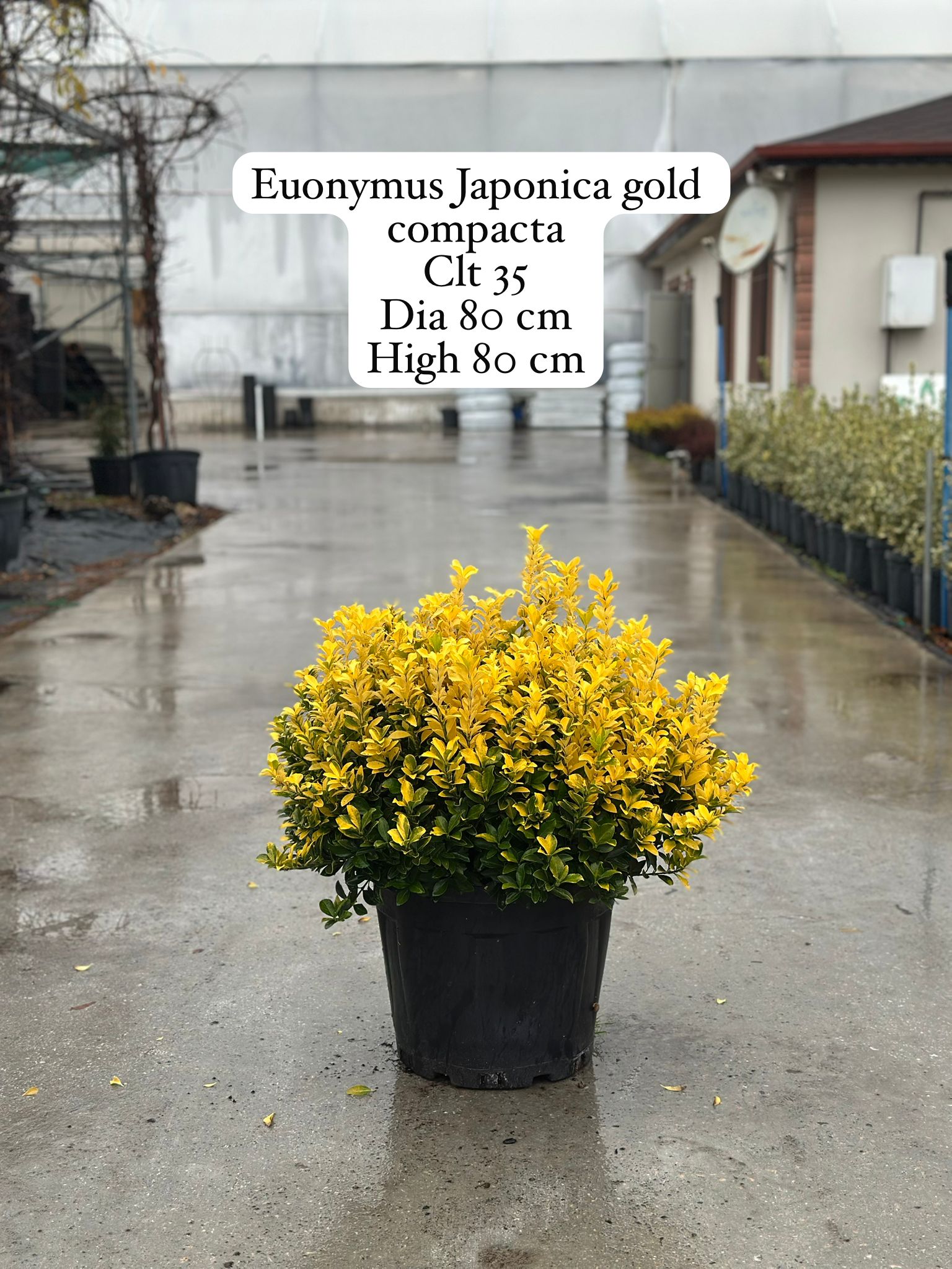 Euonymus Japonica