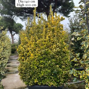 Euonymus Japonica Aurea
