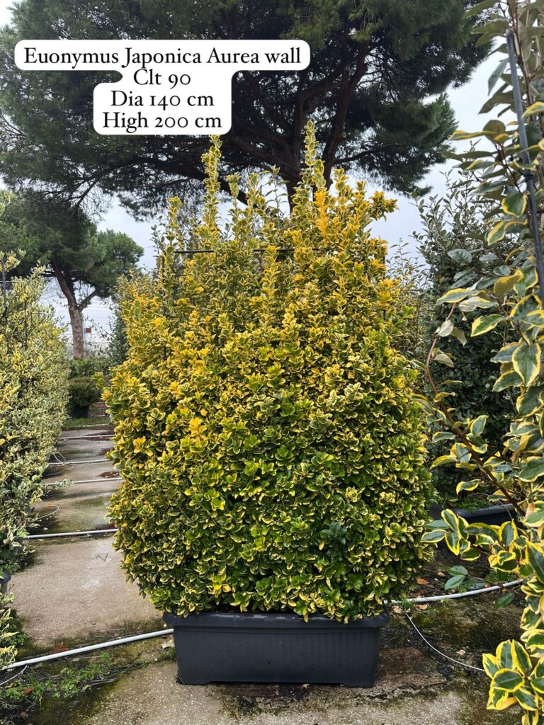 Euonymus Japonica Aurea