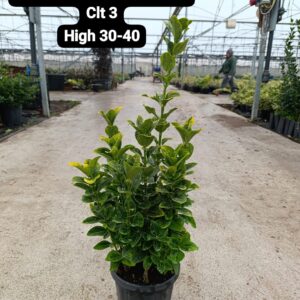 Euonymus Japonica Aurea
