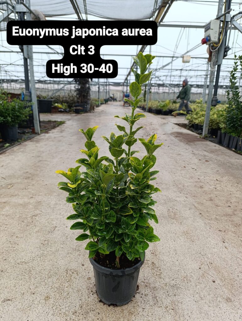 Euonymus Japonica Aurea