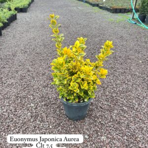 Euonymus Japonica Aurea