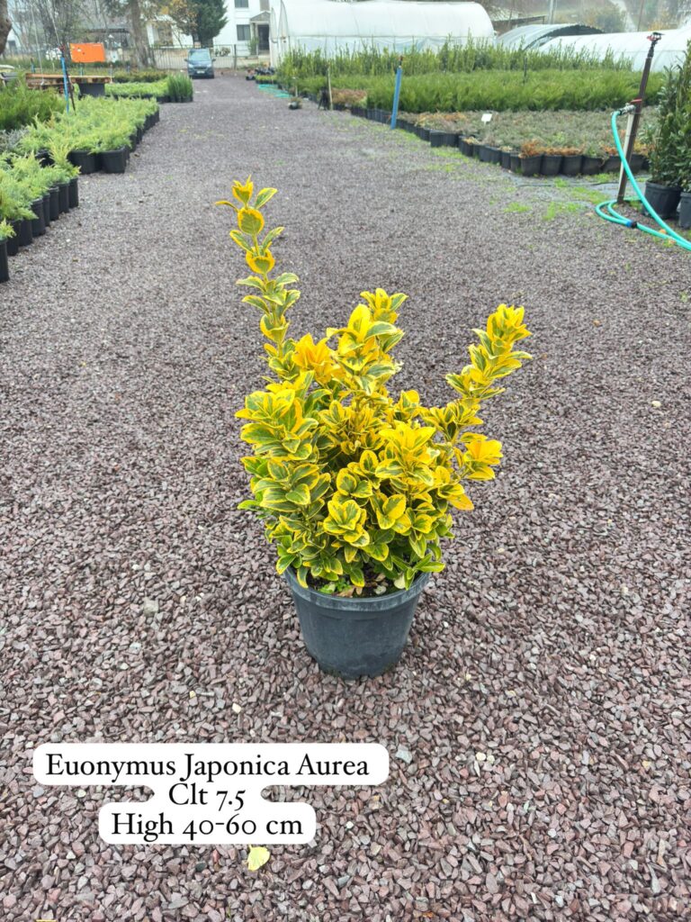 Euonymus Japonica Aurea