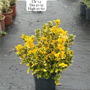 Euonymus Japonica Aurea