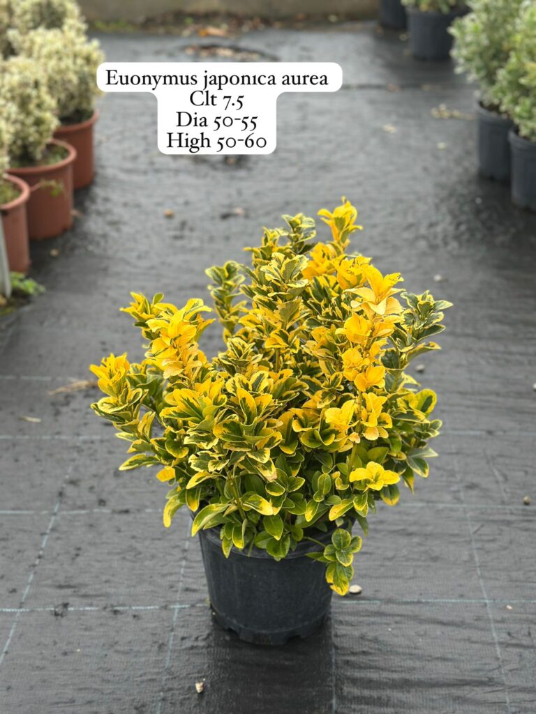 Euonymus Japonica Aurea