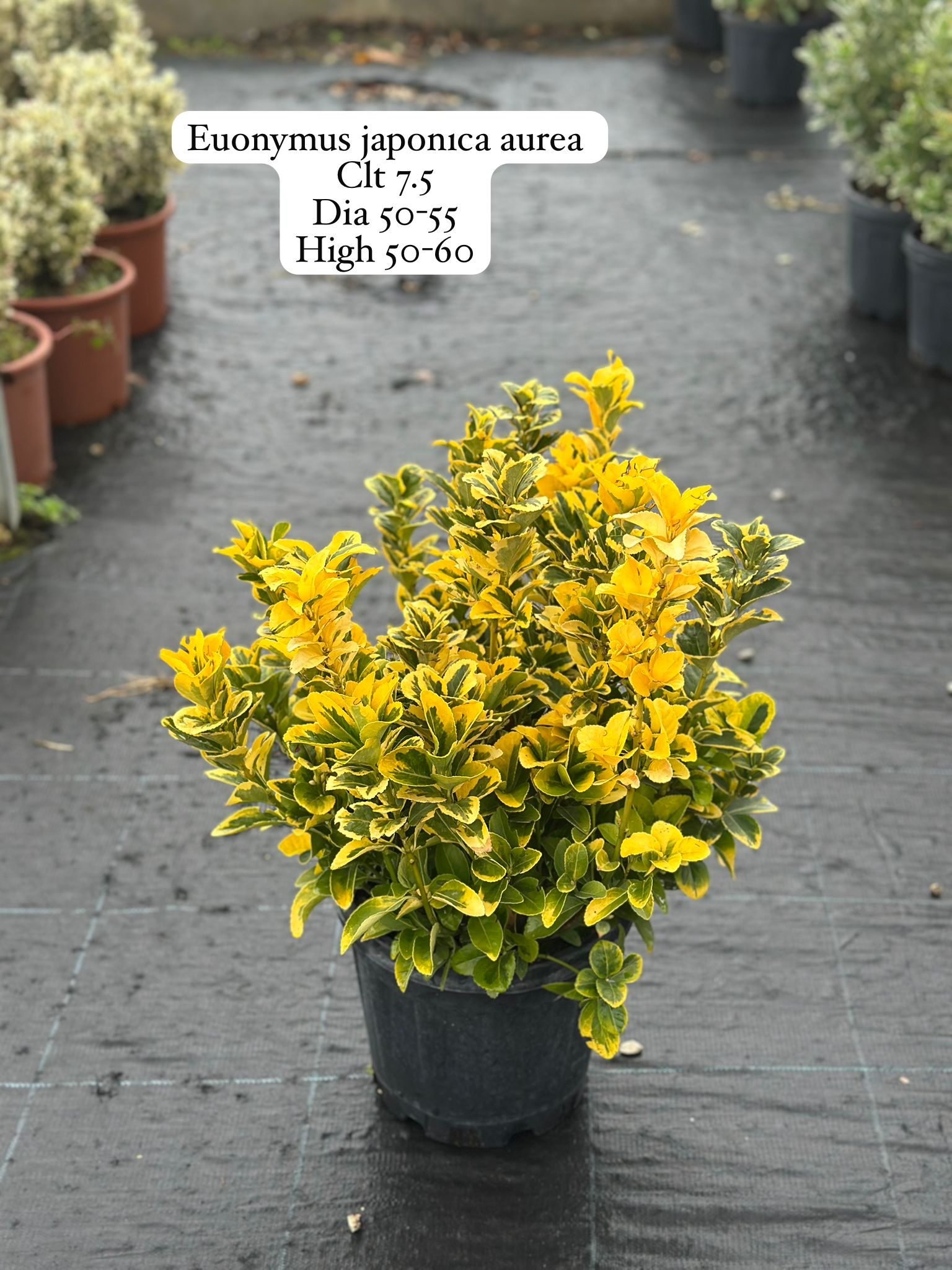 Euonymus Japonica Aurea