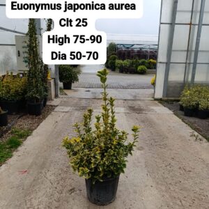 Euonymus Japonica Aurea