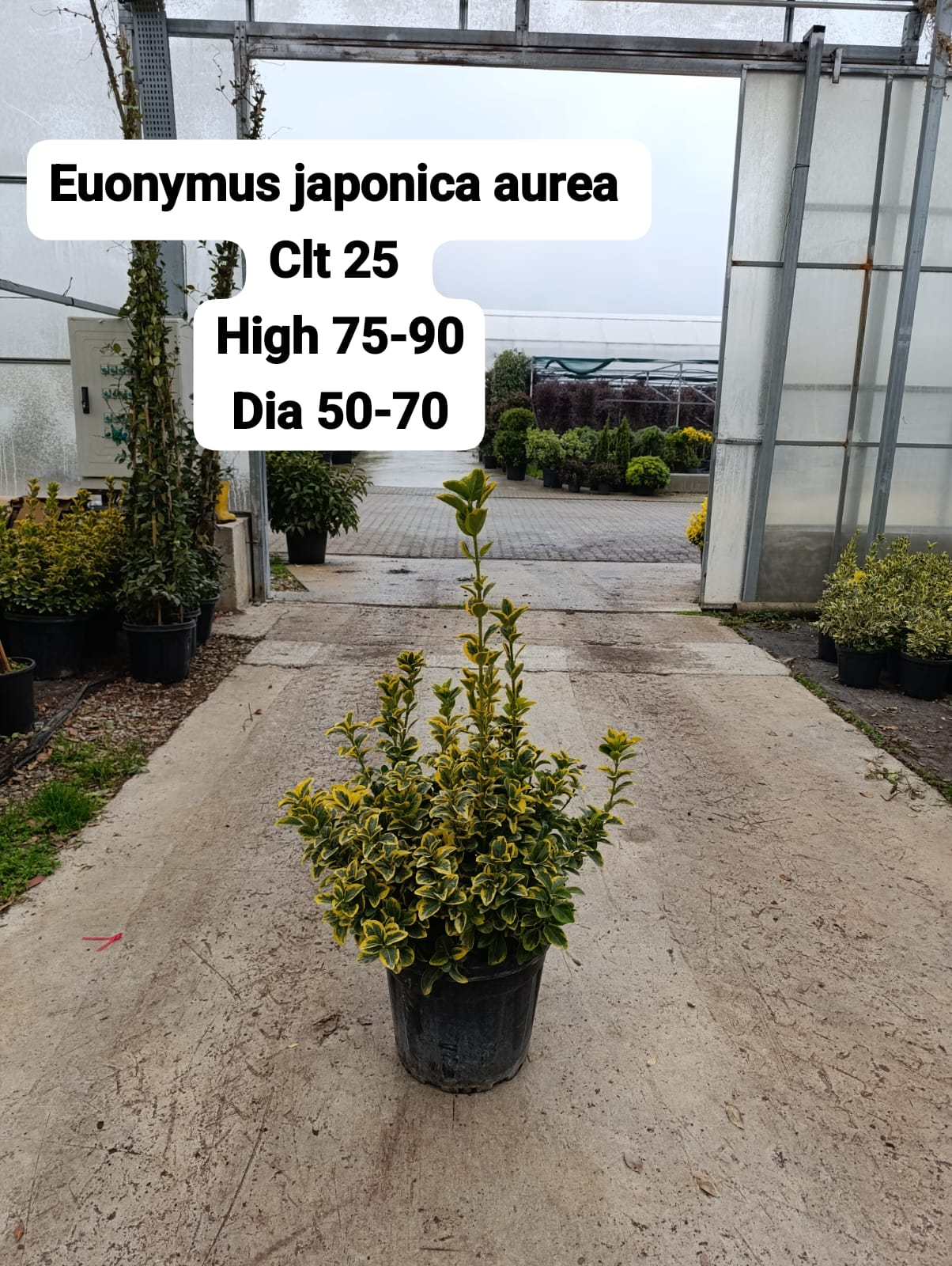 Euonymus Japonica Aurea