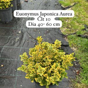 Euonymus Japonica Aurea