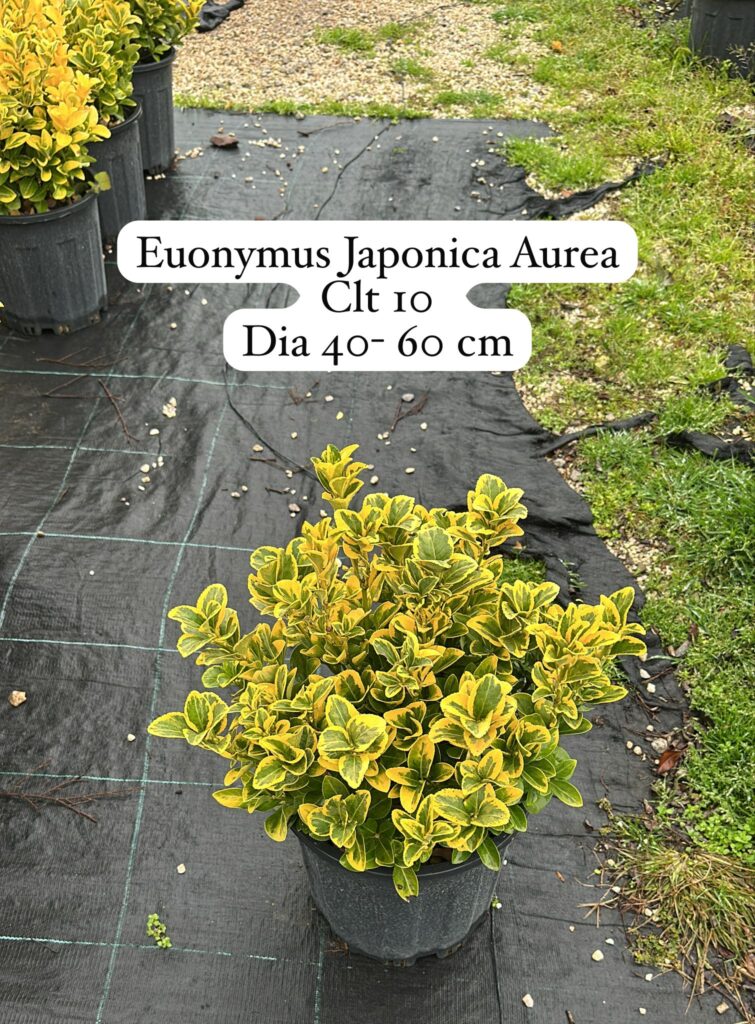 Euonymus Japonica Aurea