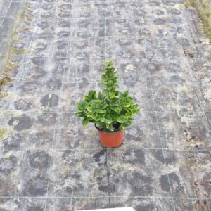Euonymus Japonica Aurea