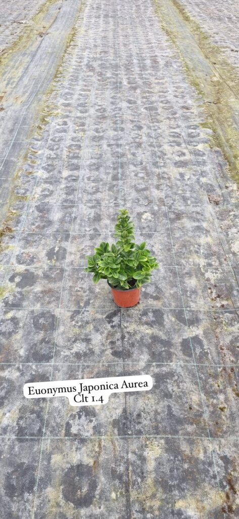Euonymus Japonica Aurea