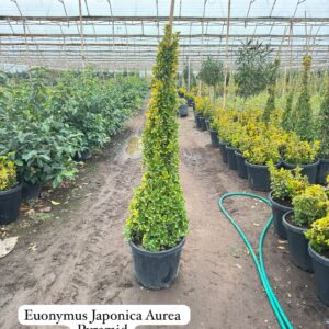 Euonymus Japonica Aurea Pyramid