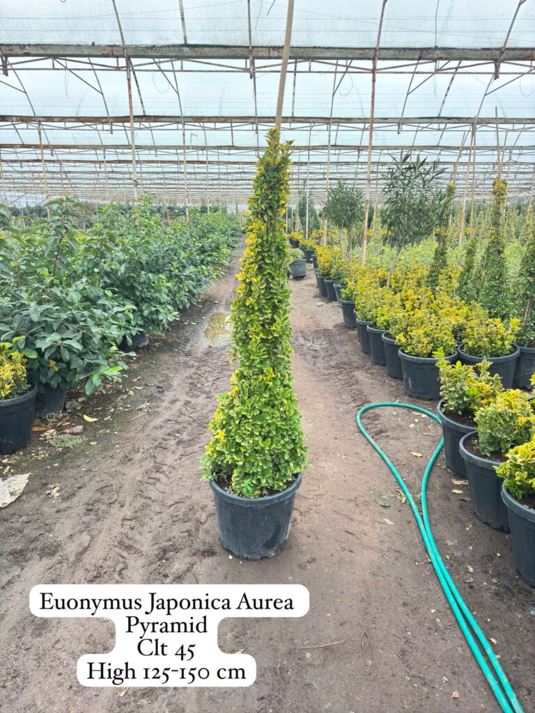 Euonymus Japonica Aurea Pyramid