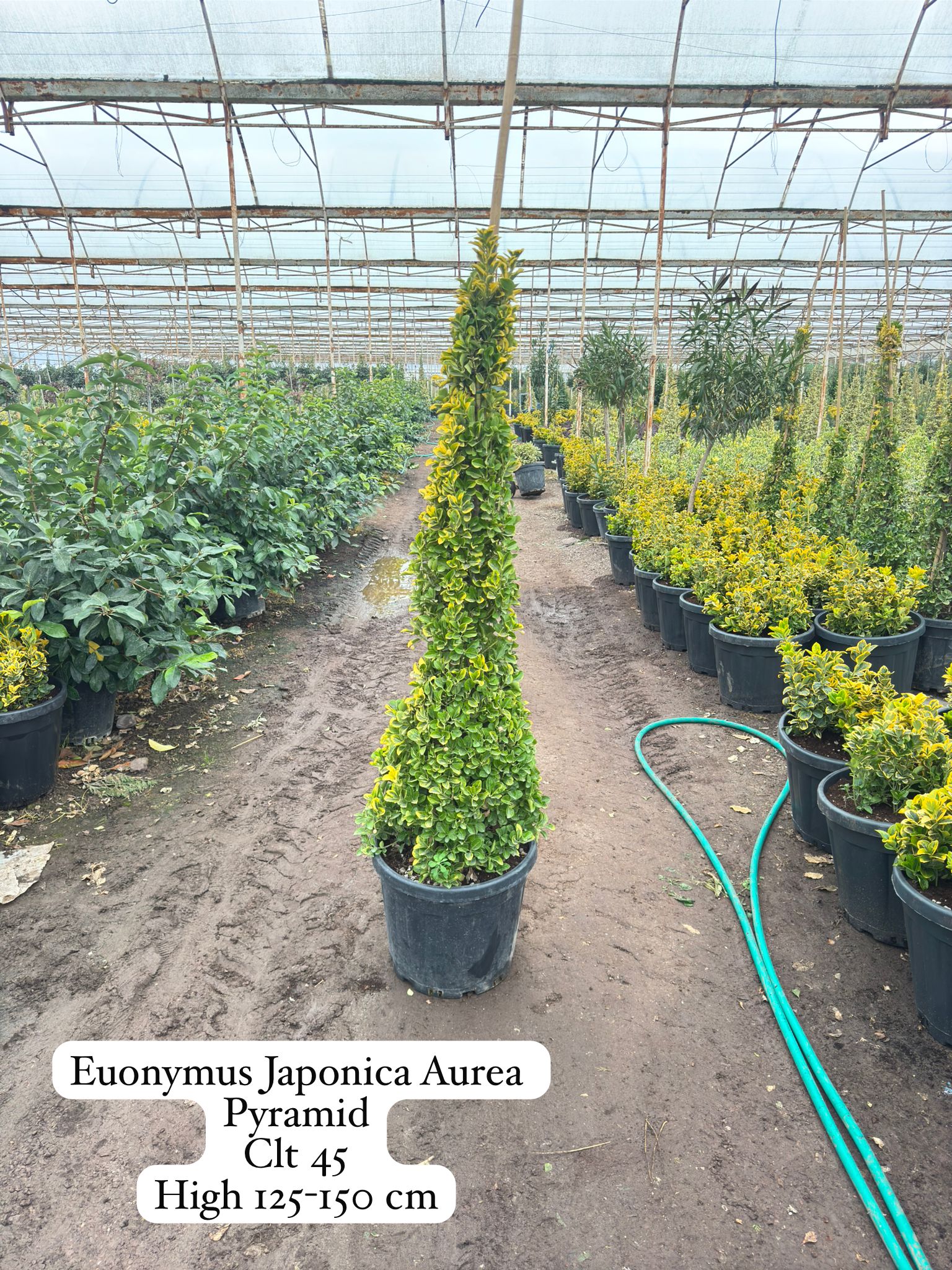 Euonymus Japonica Aurea Pyramid