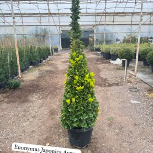Euonymus Japonica Aurea Pyramid