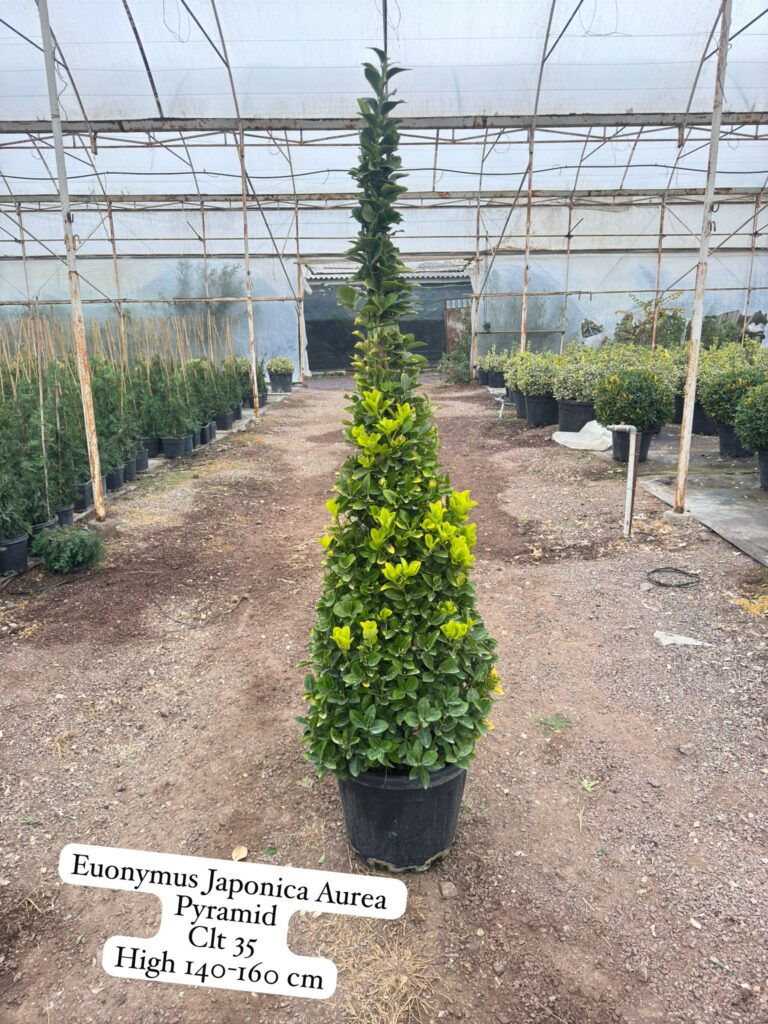 Euonymus Japonica Aurea Pyramid