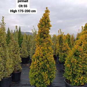 Euonymus Japonica Aurea Pyramid