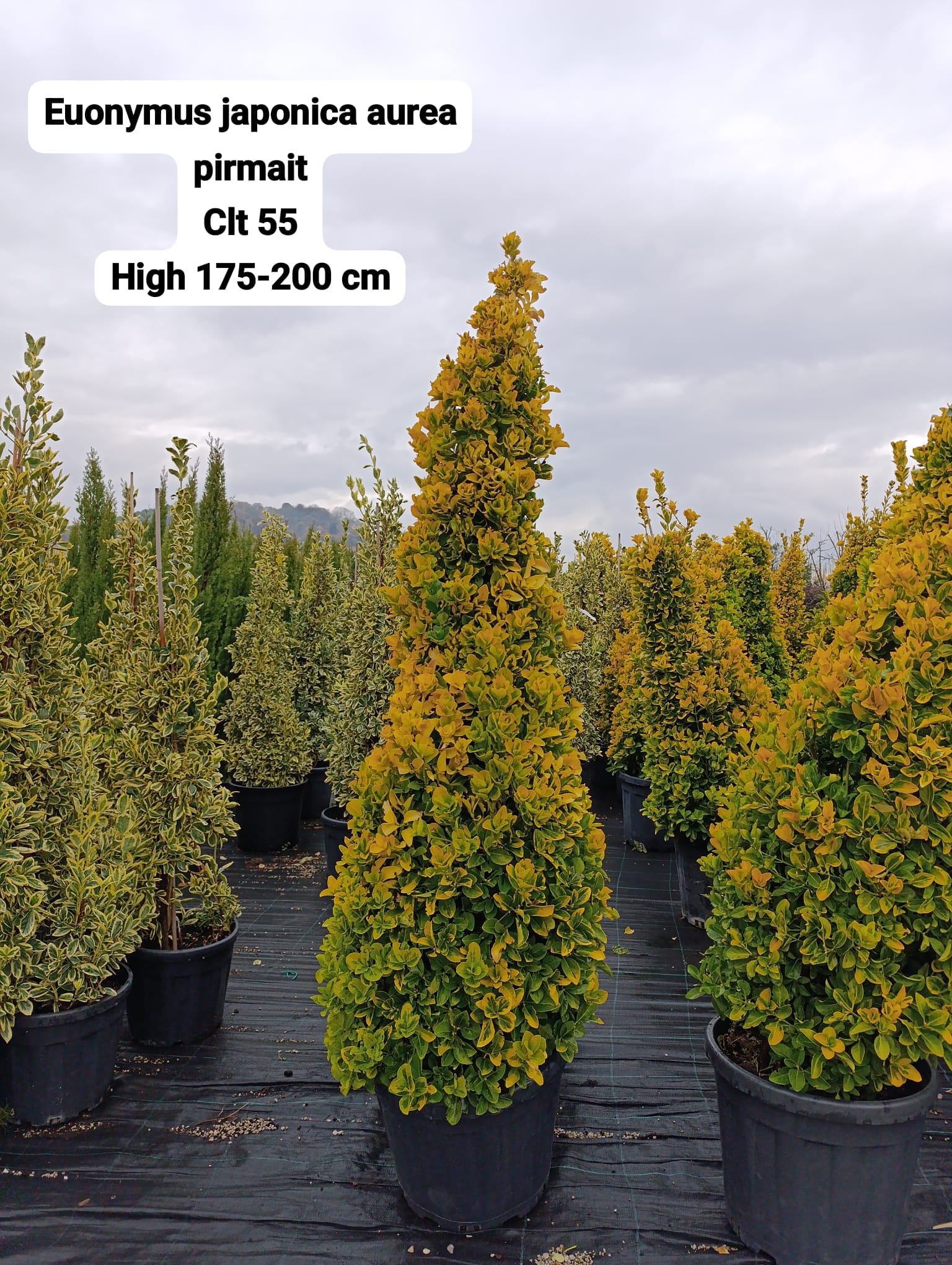 Euonymus Japonica Aurea Pyramid