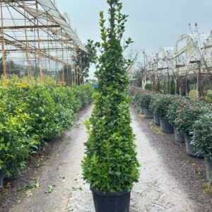 Euonymus Japonica Aurea Pyramid