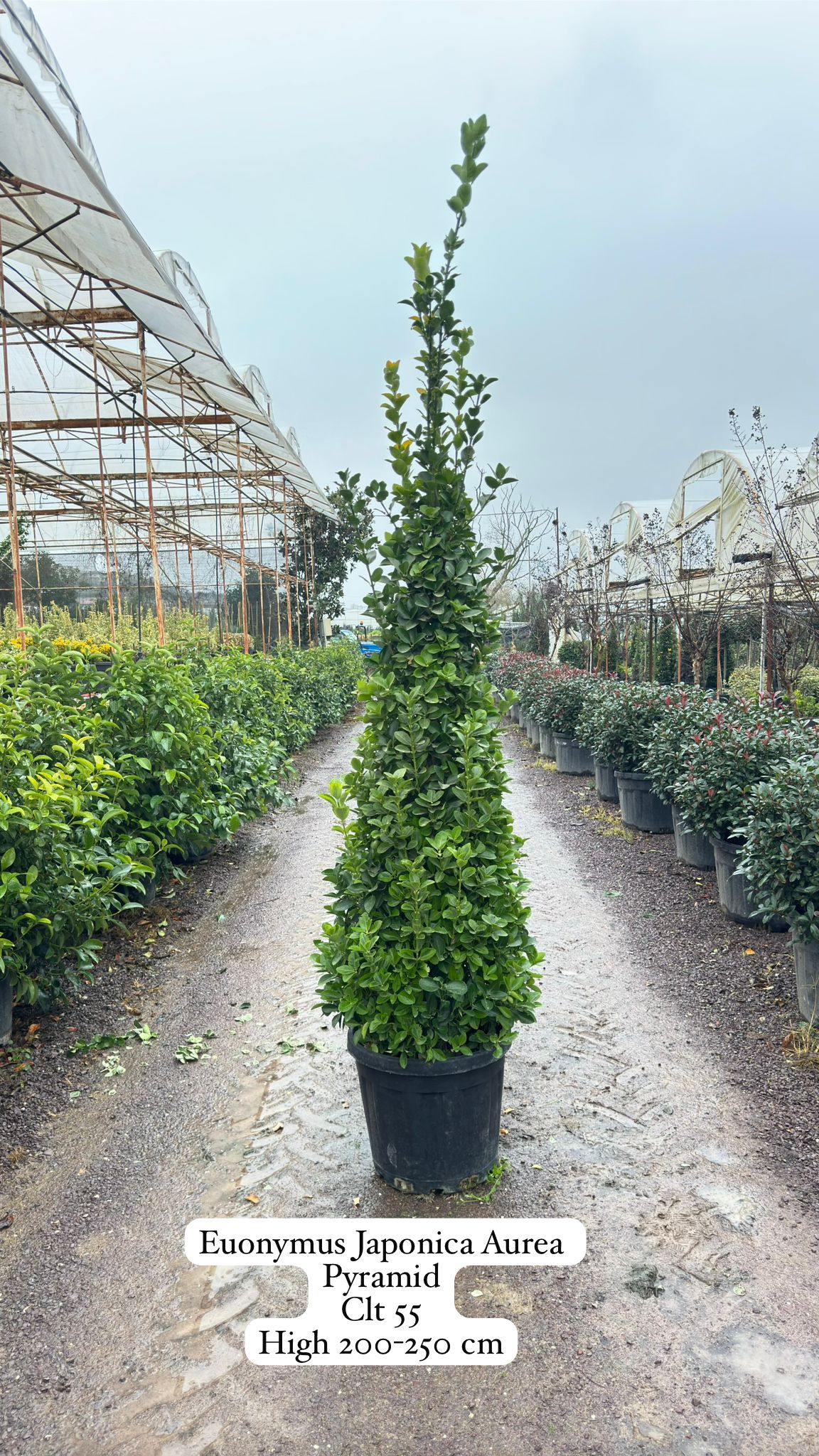 Euonymus Japonica Aurea Pyramid