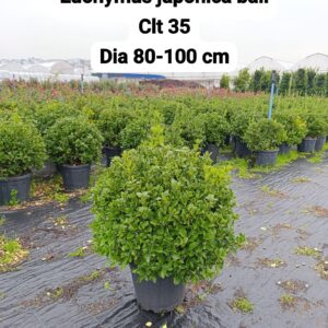 Euonymus Japonica Ball