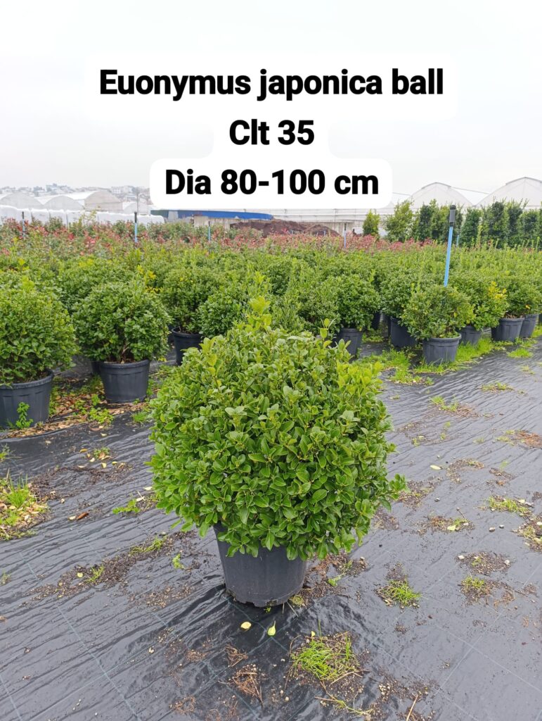 Euonymus Japonica Ball