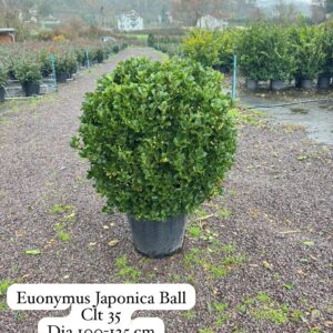 Euonymus Japonica Ball