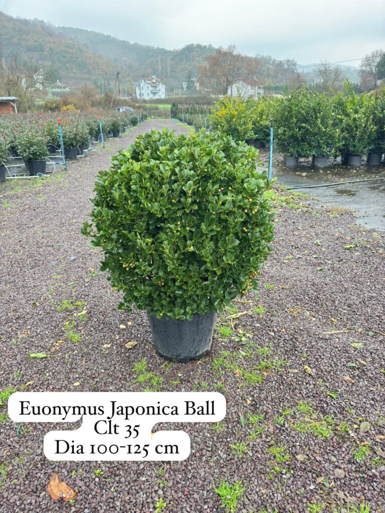 Euonymus Japonica Ball