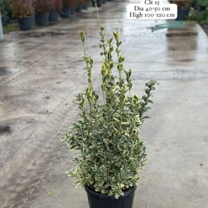 Euonymus Japonica Bravo