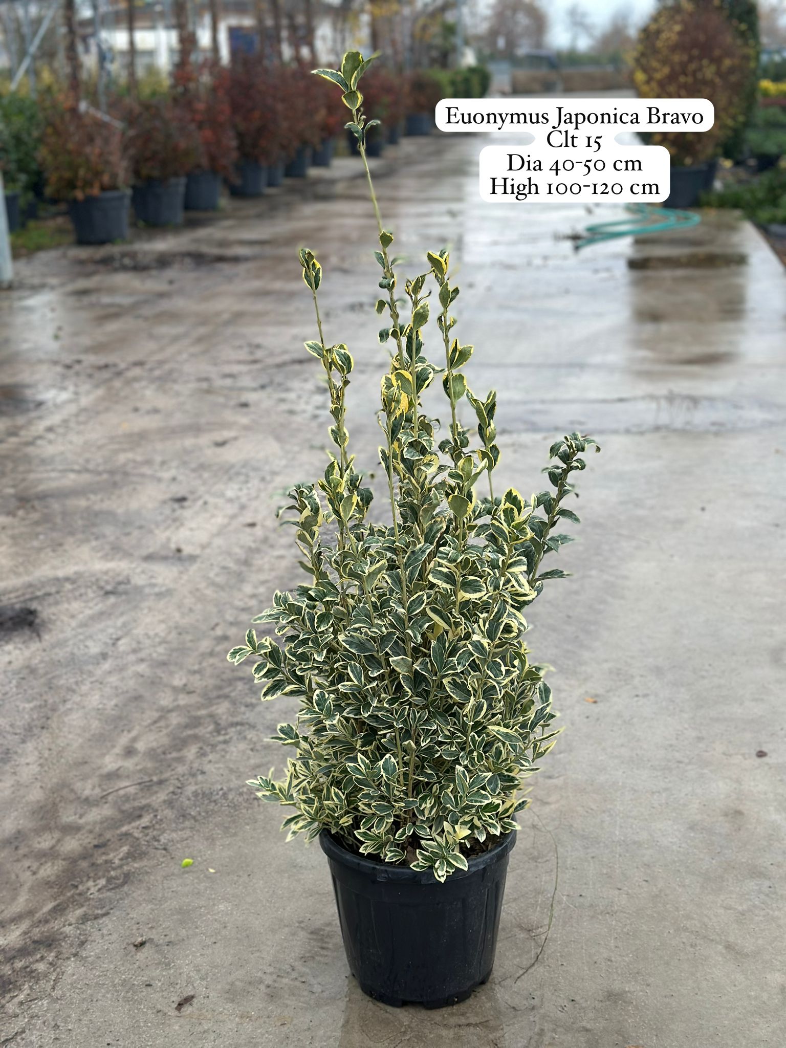 Euonymus Japonica Bravo