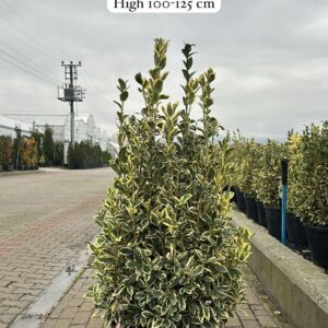 Euonymus Japonica Bravo
