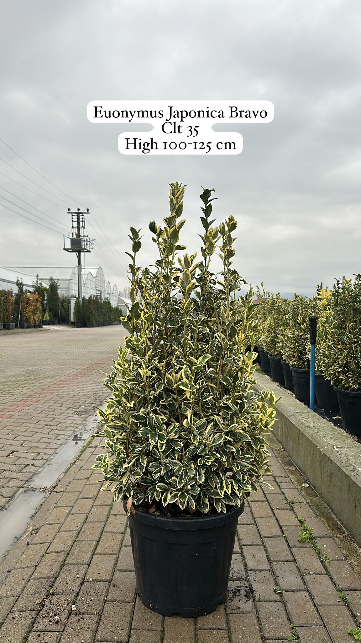 Euonymus Japonica Bravo